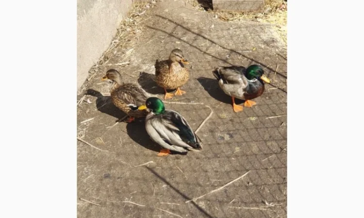 Продам качок диких(підсадних) - фото № 1