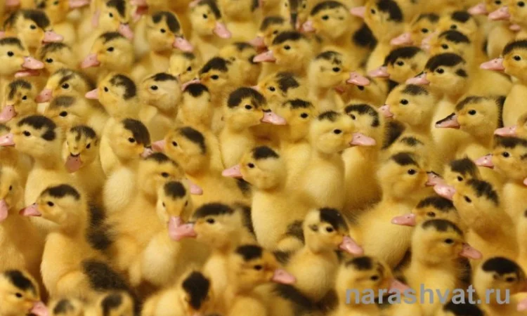 Утка мулард гусь суточный - фото № 1