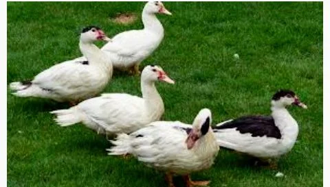 Тушка утки - фото № 1