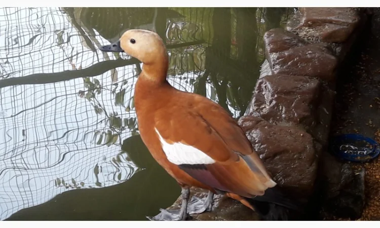 Качки огарі - фото № 1