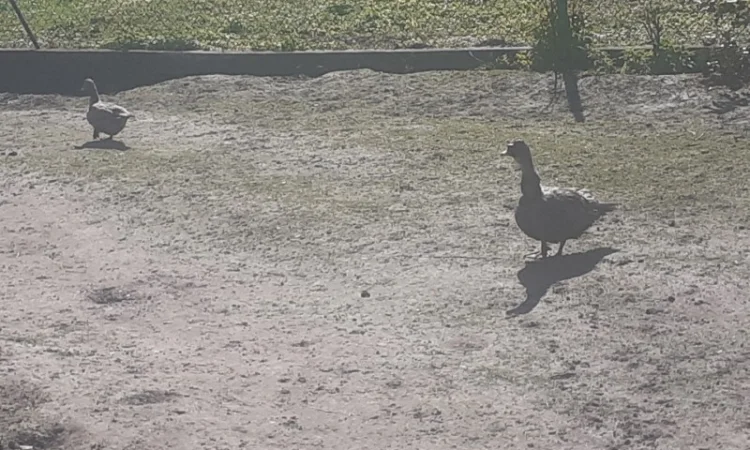 Індокачка Лаванда - фото № 5