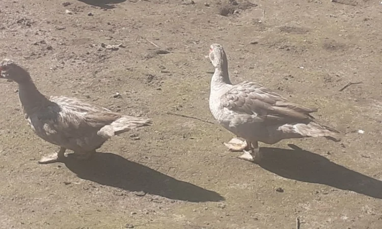 Індокачка Лаванда - фото № 6