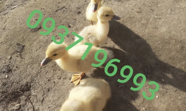 Індокачка Лаванда - фото № 1