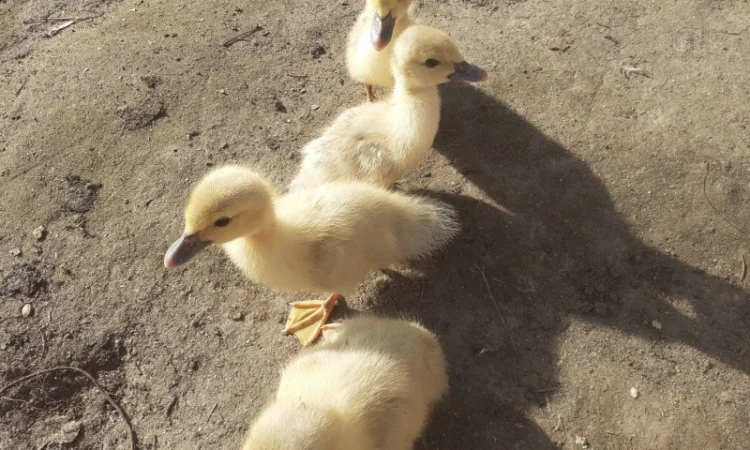 Індокачка Лаванда - фото № 2