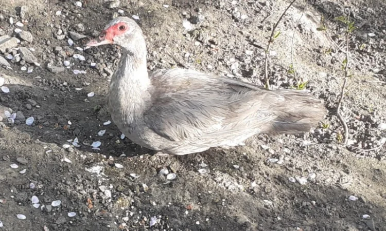 Індокачка Лаванда - фото № 3