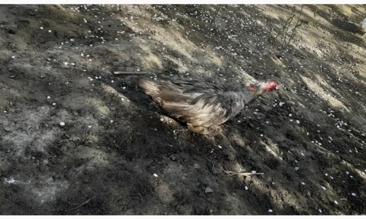 Індокачка Лаванда - фото № 4