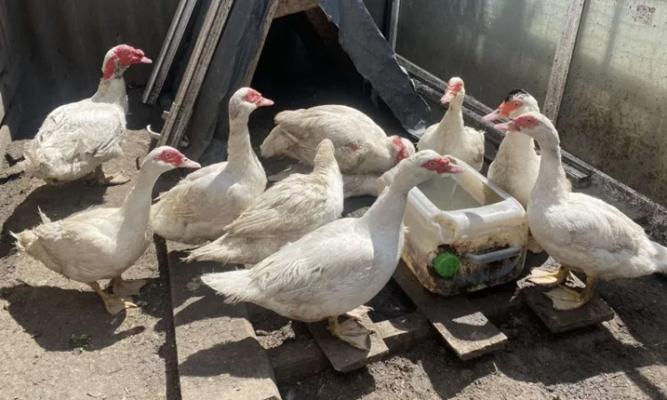 Племеные индоутки, индоутята на племя французская тяжелая линия, белые - фото № 1