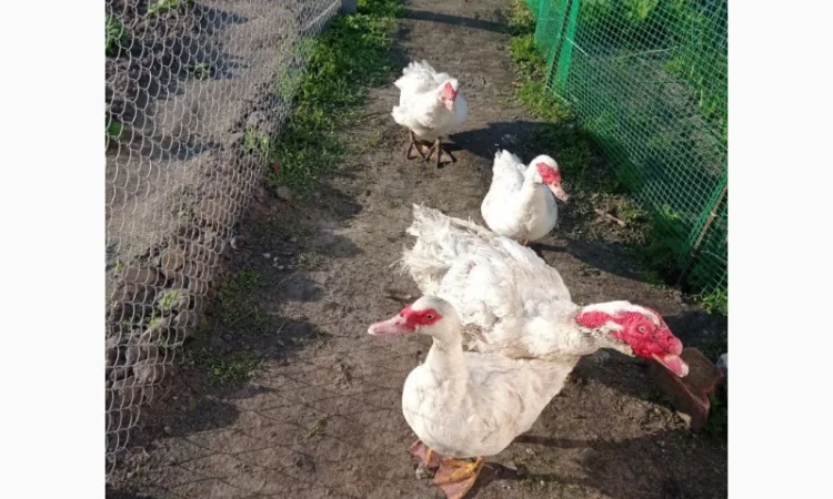 Племеные индоутки, индоутята на племя французская тяжелая линия, белые - фото № 2