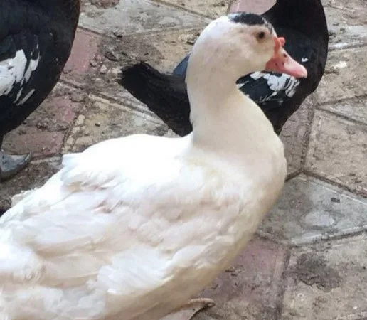 Продам індокачок - фото № 2