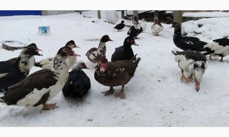 Продам індокачок - фото № 3