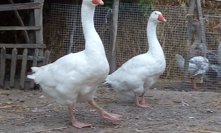 Продам гуси Мамути - фото № 1