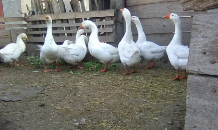 Продам стадо белых гусей - фото № 1