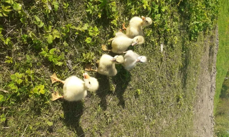 Гусенята - фото № 1