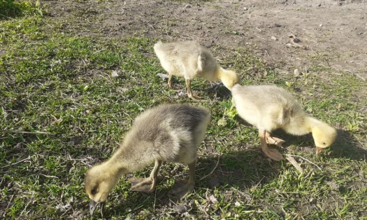 Гусенята - фото № 2