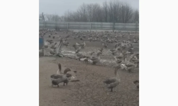 Продам добових гусенят, порода Велика Сіра, та інші види птиці - фото № 1