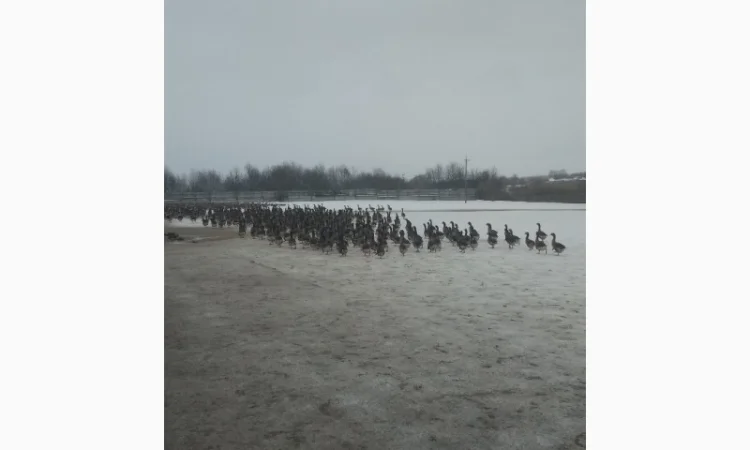 Продам добових гусенят, порода Велика Сіра, та інші види птиці - фото № 2