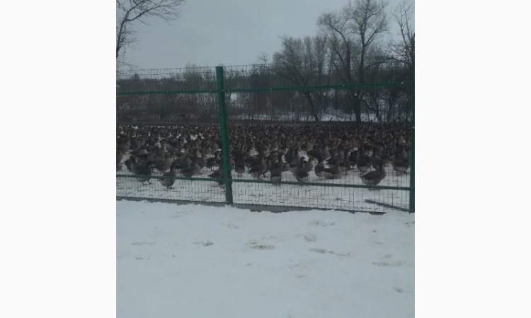 Продам добових гусенят, порода Велика Сіра, та інші види птиці - фото № 3