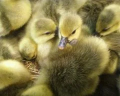 Гусинята Велика Сіра та Датський Легарт - фото № 1