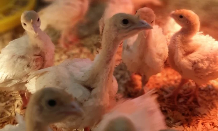 Биг-6 индюшата возраст 1 месяц Житомир Костишев Бердичев - фото № 1