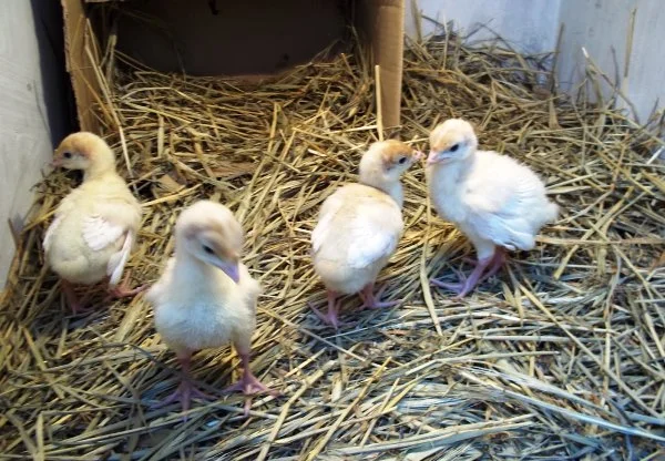 Индюшата БИГ-6 Новоград, Ровно, Дубно - фото № 1