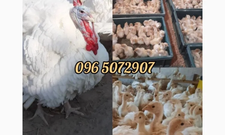 Індичата Біг-6, важкий крос. Київ, Житомир, Біла Церква, Вінниця, Рівне, Сарни, Луцьк - фото № 1