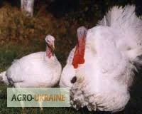 Индюшата БИГ-6 на продажу - фото № 1