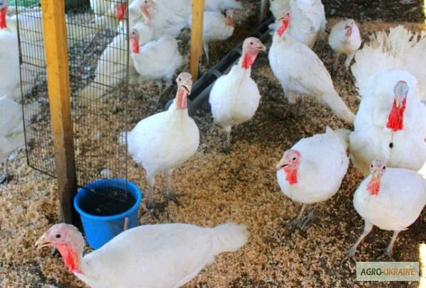 БіГ-6 індичата, Березно, Костопіль, Олександрія, Сарни, Вараш - фото № 1