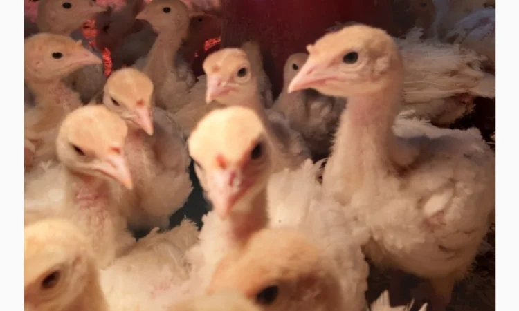 Індичата ПІДРОЩЕНІ бройлерні тяжкого кросу БІГ-6 - фото № 1