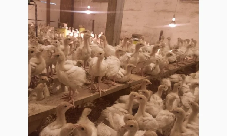 Подрощенные индюшата БиГ-6 с доставкой по Киевской области - фото № 1