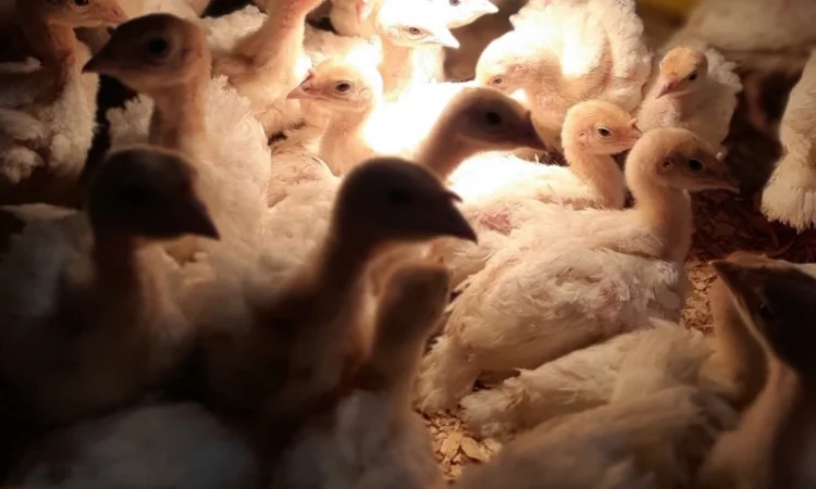 Біг-6. Індичата ПІДРОЩЕНІ. Вінниця, Бердичів, Калинівка - фото № 1