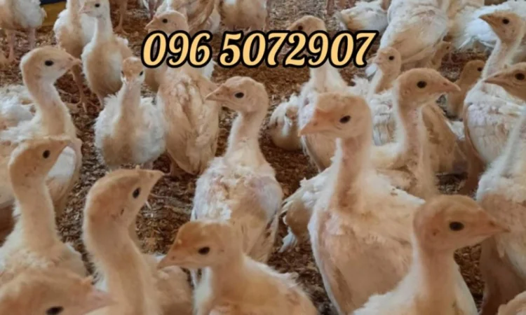 Подрощенные индюки БиГ-6 в продаже - фото № 2