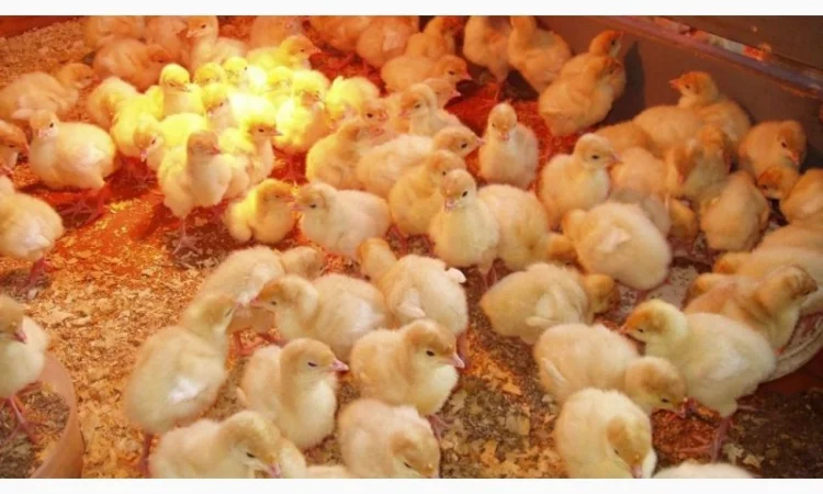 Индюшата БИГ-6 на продажу - фото № 1