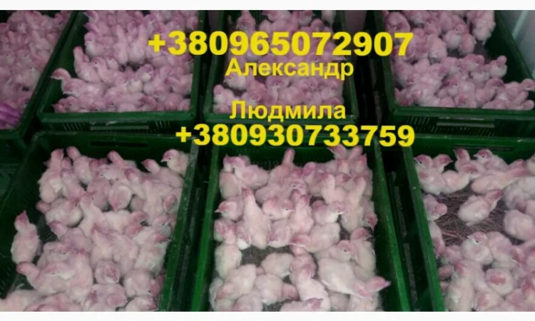Индюшата Биг-6 на продажу - фото № 1