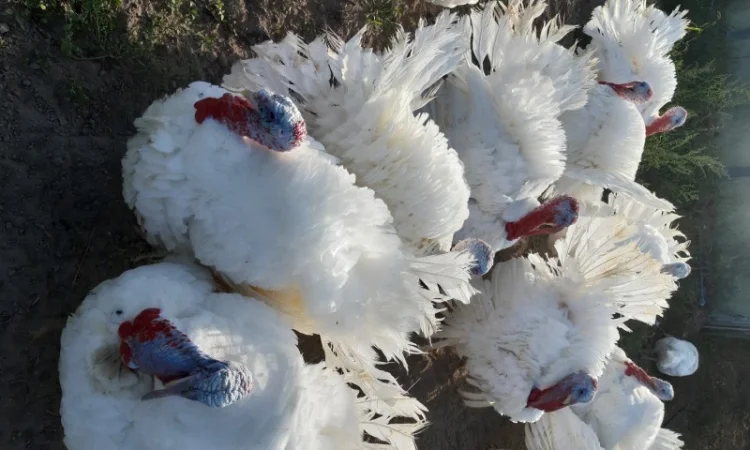 Біг-6. Індичата добові. Сарни, Костопіль, Рівно - фото № 1