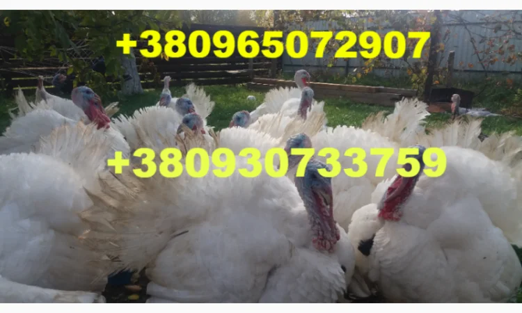 Индюшата тяжёлого кросса БИГ-6 на продажу - фото № 1