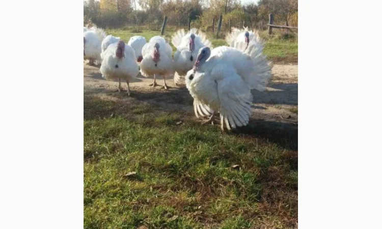 Индюшата БИГ-6 суточные на продажу - фото № 1