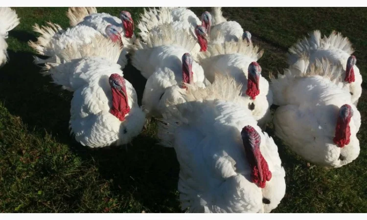 Індичата бройлерні тяжкого кросу БІГ-6. Новоград-Волинський, Рівно, Дубно - фото № 1