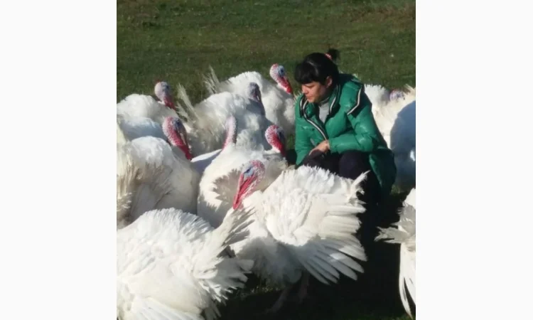 Бройлерные индюшата. Прямые поставки с фермы - фото № 1