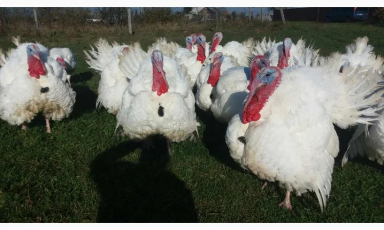 Індичата БіГ-6 у продажу - фото № 1