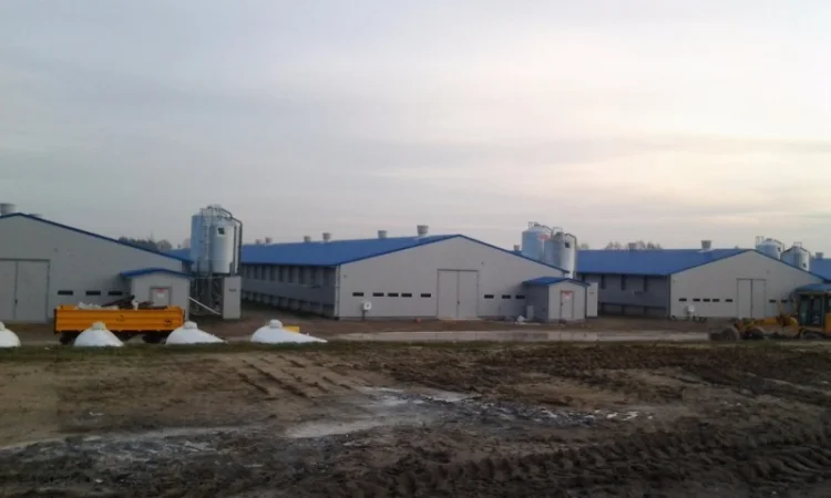 Суточные индюшата БИГ-6 в Киеве - фото № 1