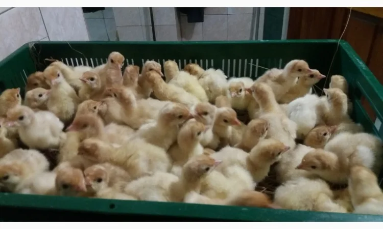 Индюшата БИГ-6 на продажу – розница 95 грн - фото № 1