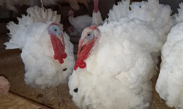 Индюшата БиГ-6, добовые, продажа в Березно - фото № 1