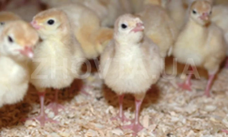 Індичата добові, яйце інкубаційне ( білі широкогруді) BIG 6 доставка любий регіон України - фото № 1