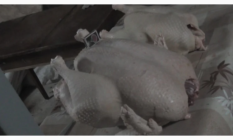 Індичата добові, яйце інкубаційне ( білі широкогруді) BIG 6 доставка любий регіон України - фото № 4