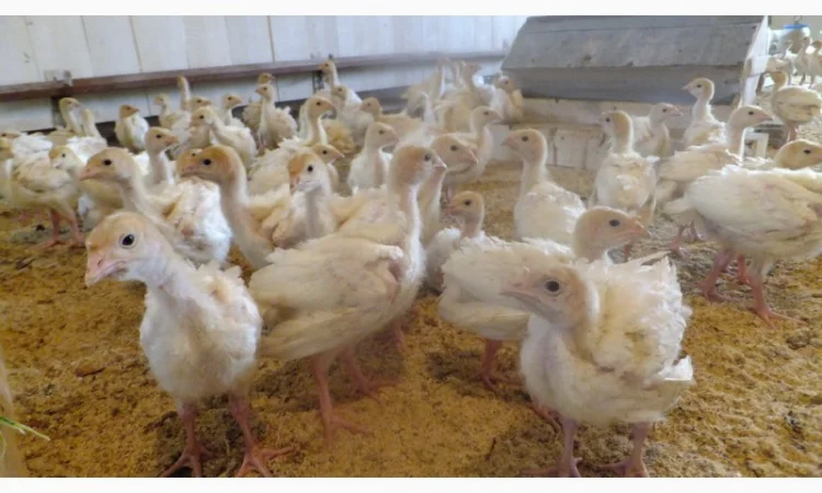 Индюшата суточные, яйцо инкубационное (белые, широкогрудые)BIG 6 - фото № 2