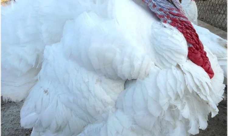 Индюшата суточные, яйцо инкубационное (белые, широкогрудые)BIG 6 - фото № 3