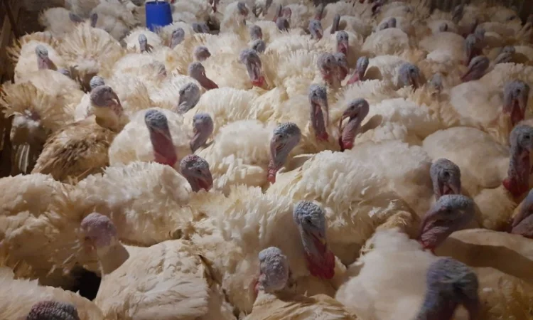 Индюшата суточные, яйцо инкубационное (белые, широкогрудые)BIG 6 - фото № 5