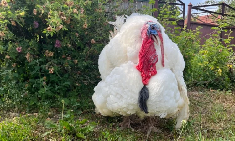 Бройлерний індик Біг 6 важковаговик - фото № 1