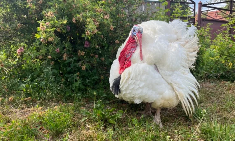 Бройлерний індик Біг 6 важковаговик - фото № 2
