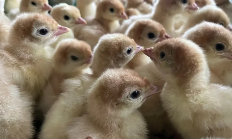 Бройлерний індик Біг 6 важковаговик - фото № 4